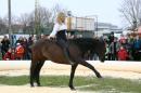 esquisse equestre 9 * 4368 x 2912 * (5.95MB)